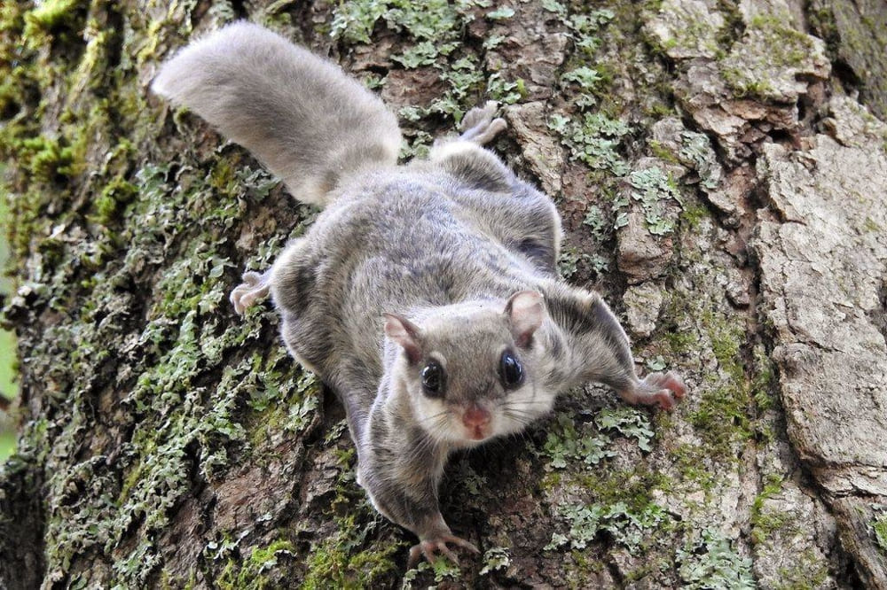 A Flying Squirrel leaps from branch to branch under the cover of night in Bach Ma National Park